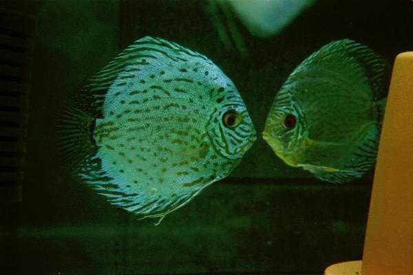 �f�B�X�J�X